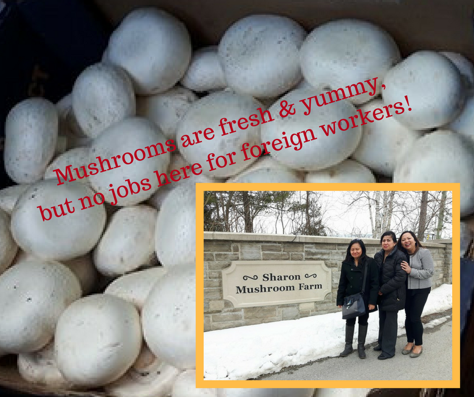 Mushroom picking Temporary Foreign Workers Canada